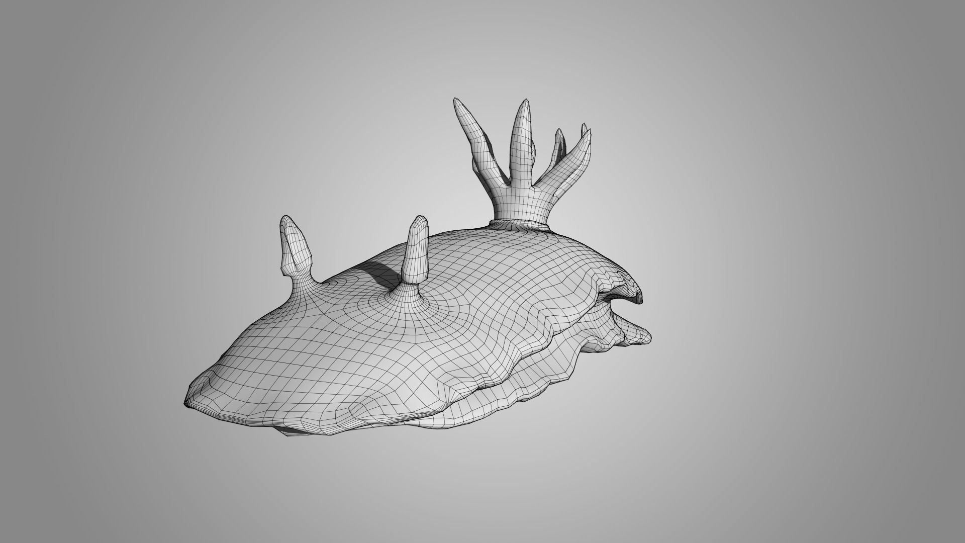 Sea Slug - Nudibranch 3D model_6