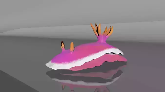 Sea Slug - Nudibranch