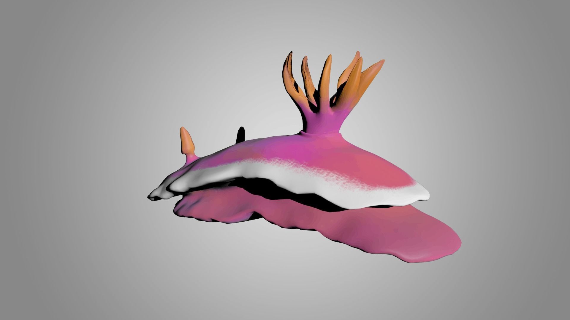 Sea Slug - Nudibranch 3D model_3