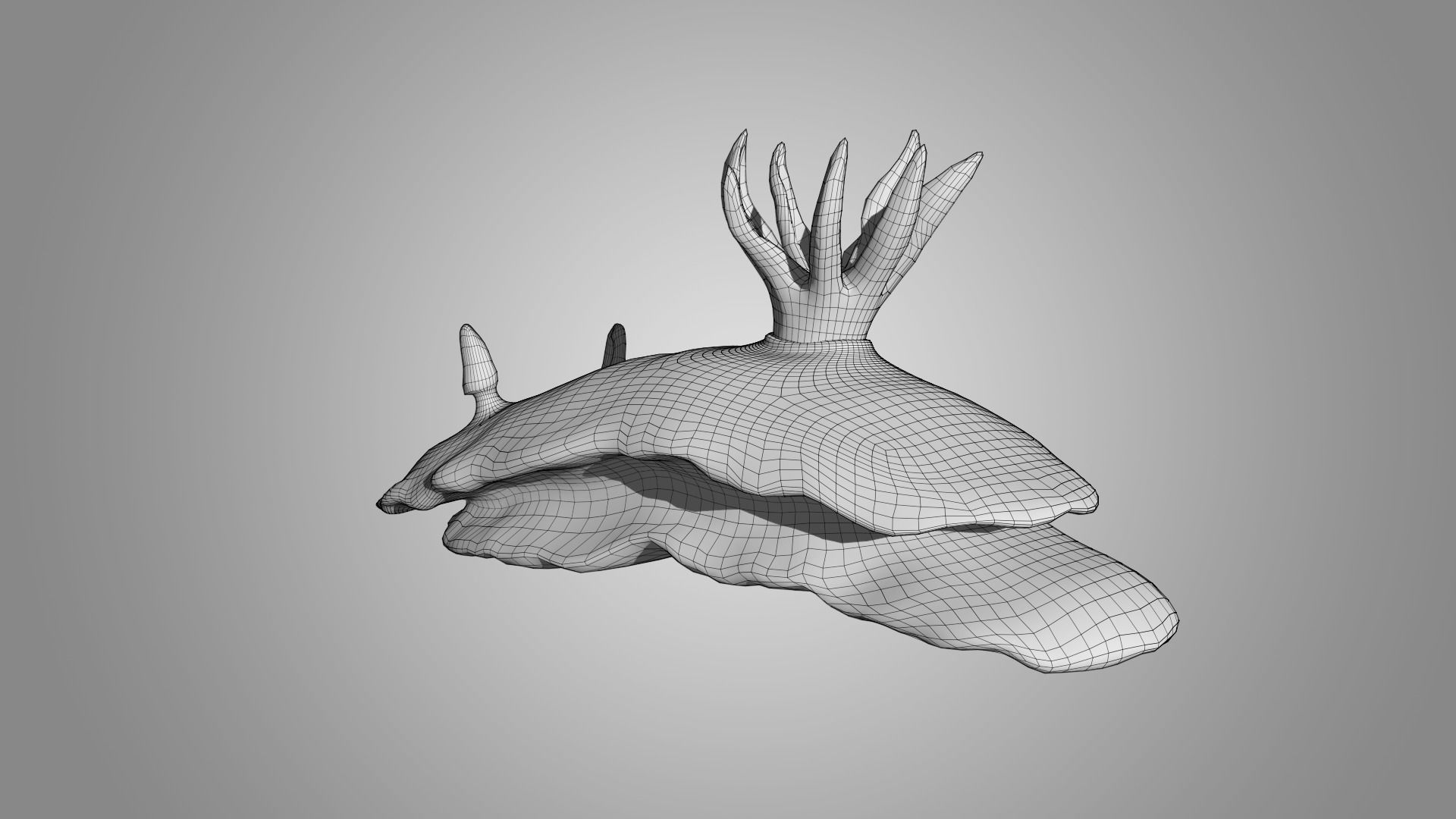 Sea Slug - Nudibranch 3D model_7