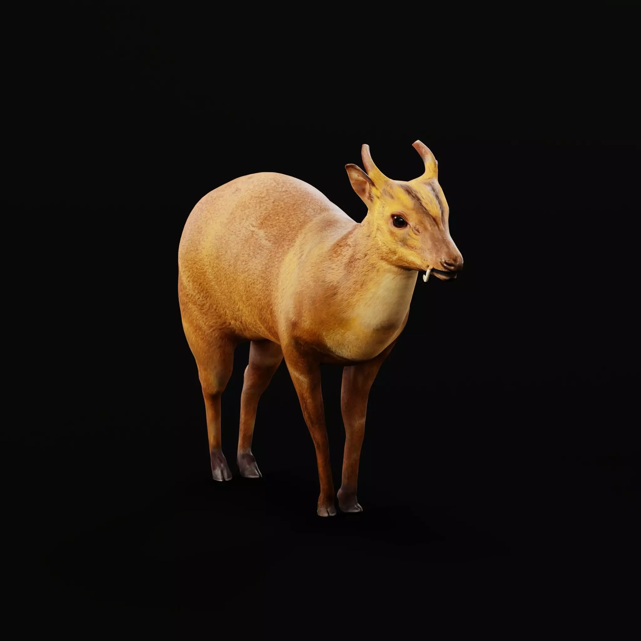 Chinese Muntjac Deer 3D model