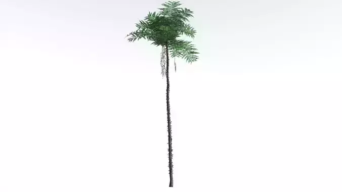 EVERYPlant Black Tree Fern 4 --16 Models-- 3D model