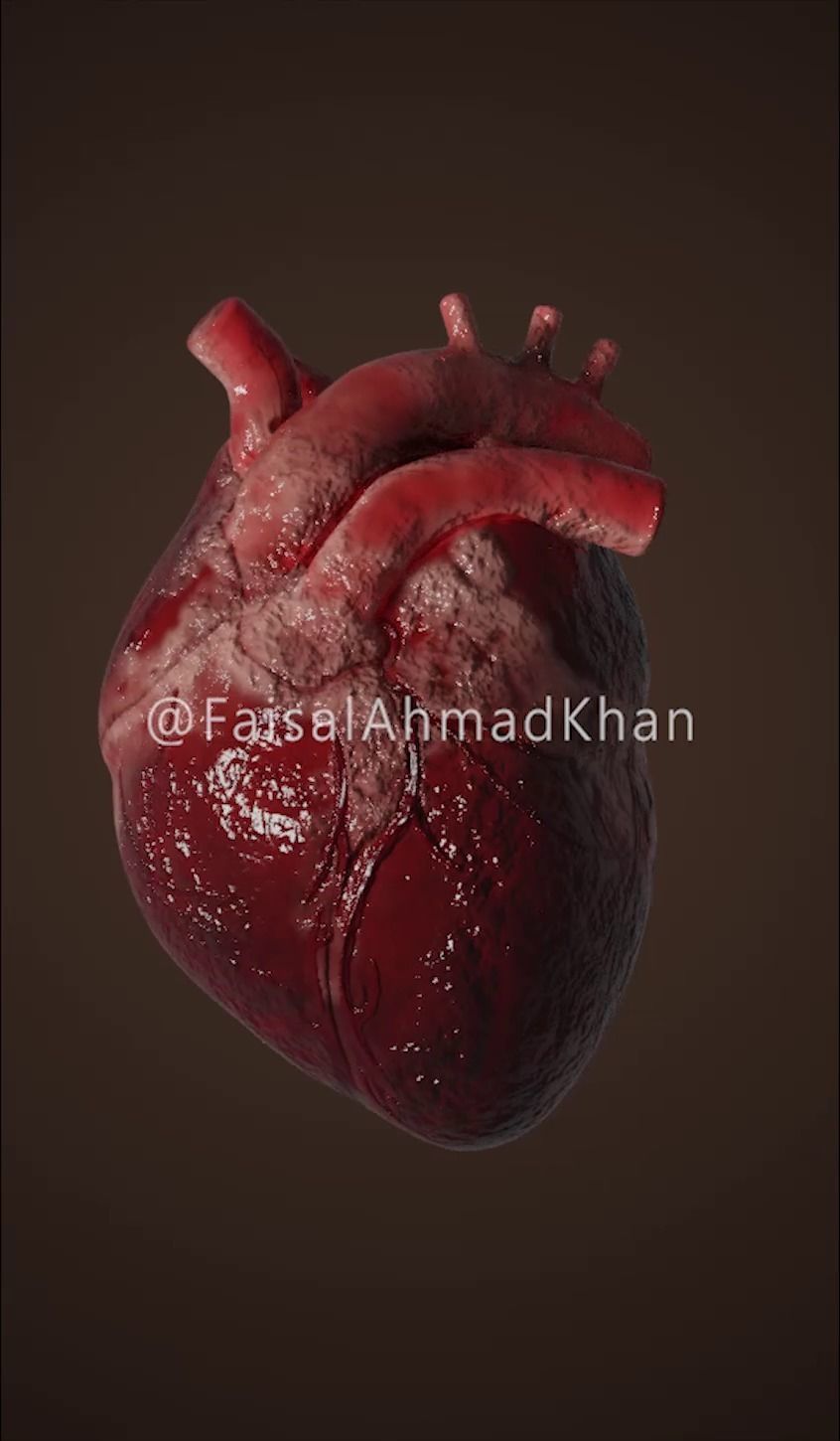 Realistic Animated Human Heart 3D Model 3D model_3