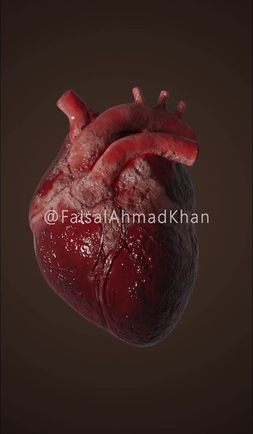 Realistic Animated Human Heart 3D Model 3D model_2