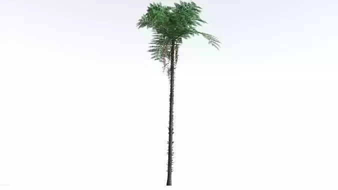 EVERYPlant Black Tree Fern LowPoly 1 --16 Models-- Low-poly 3D model