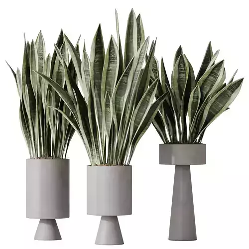  HousePlants Snake Green Sansevieria Trifasciata Laurentii Rubia 3D model