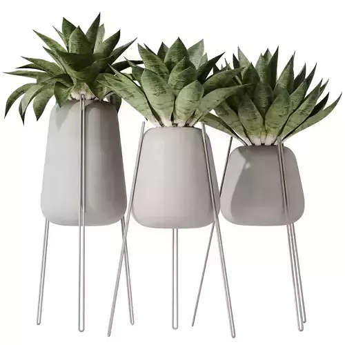HousePlants Snake Green Sansevieria Trifasciata Robusta Set02 3D model