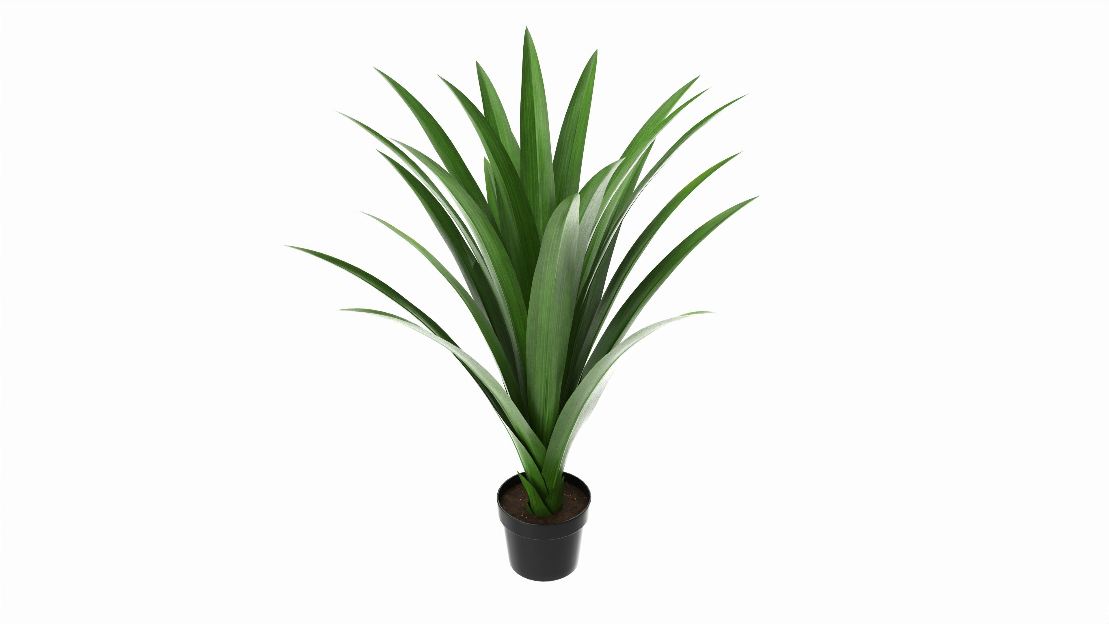 Artificial Yucca Plant in Pot 3D model_1
