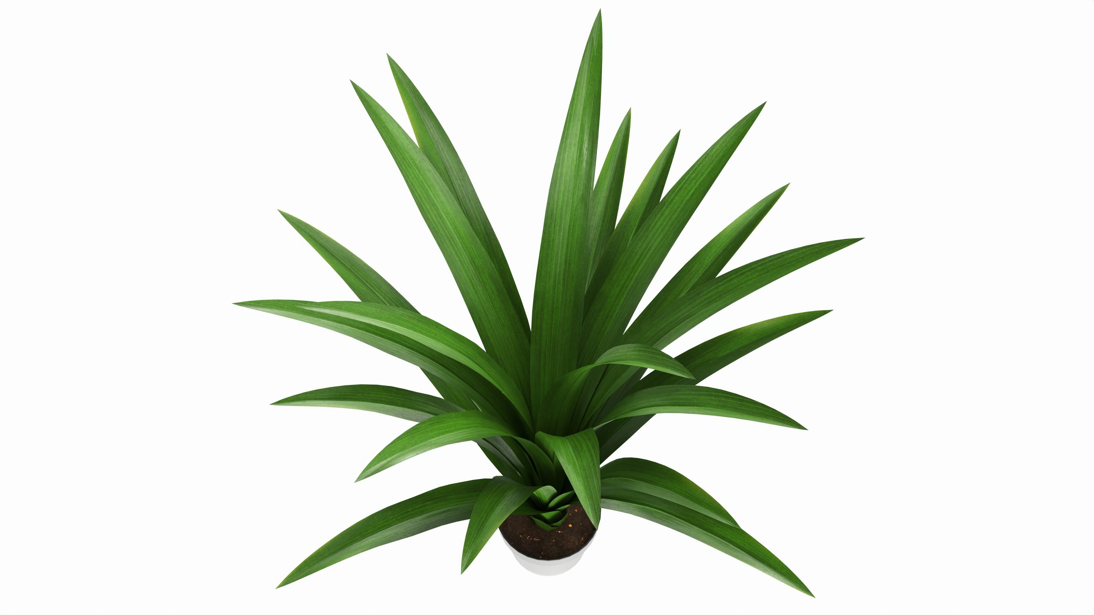 Artificial Yucca Plant in Pot 3D model_2