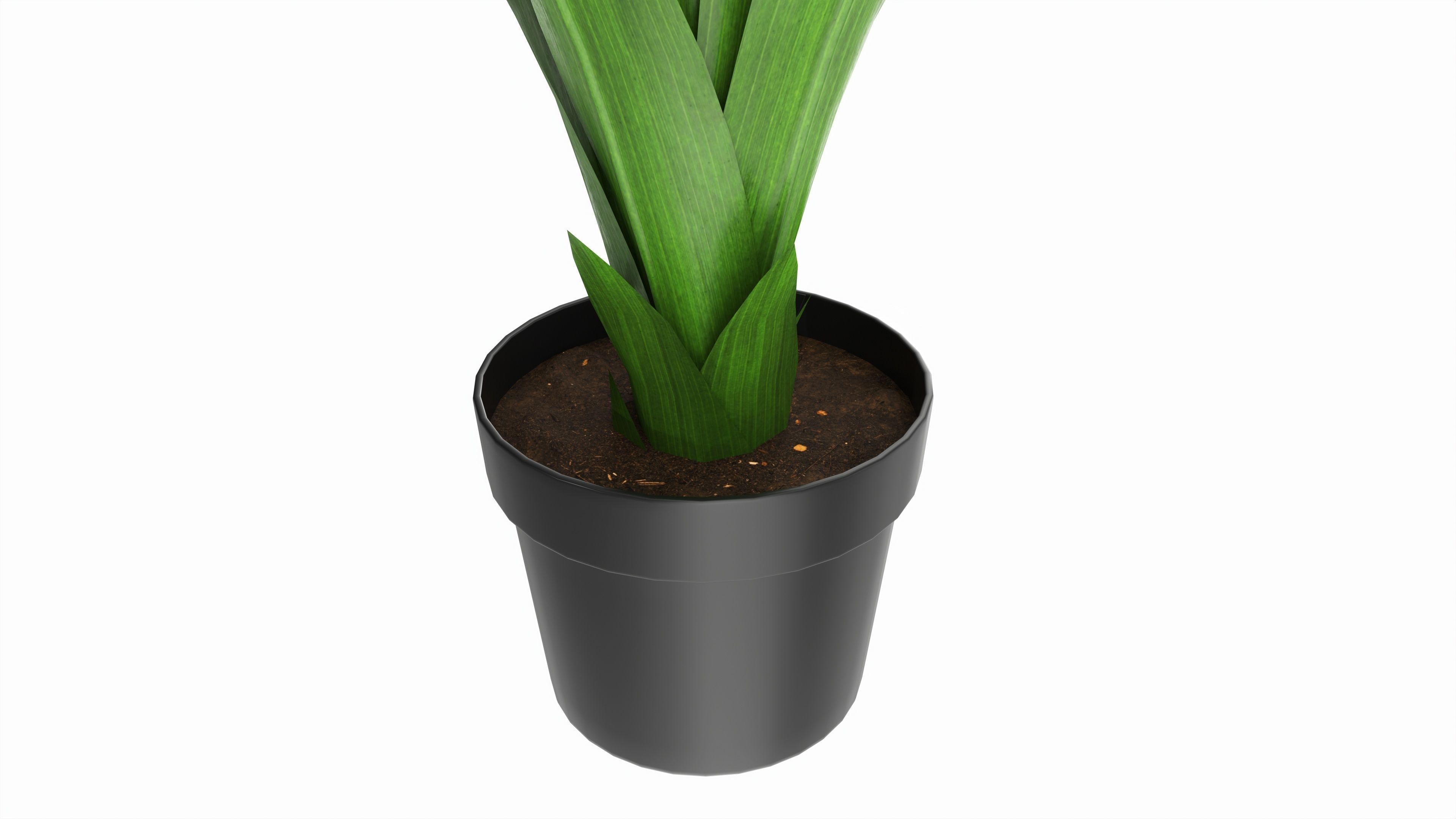 Artificial Yucca Plant in Pot 3D model_3
