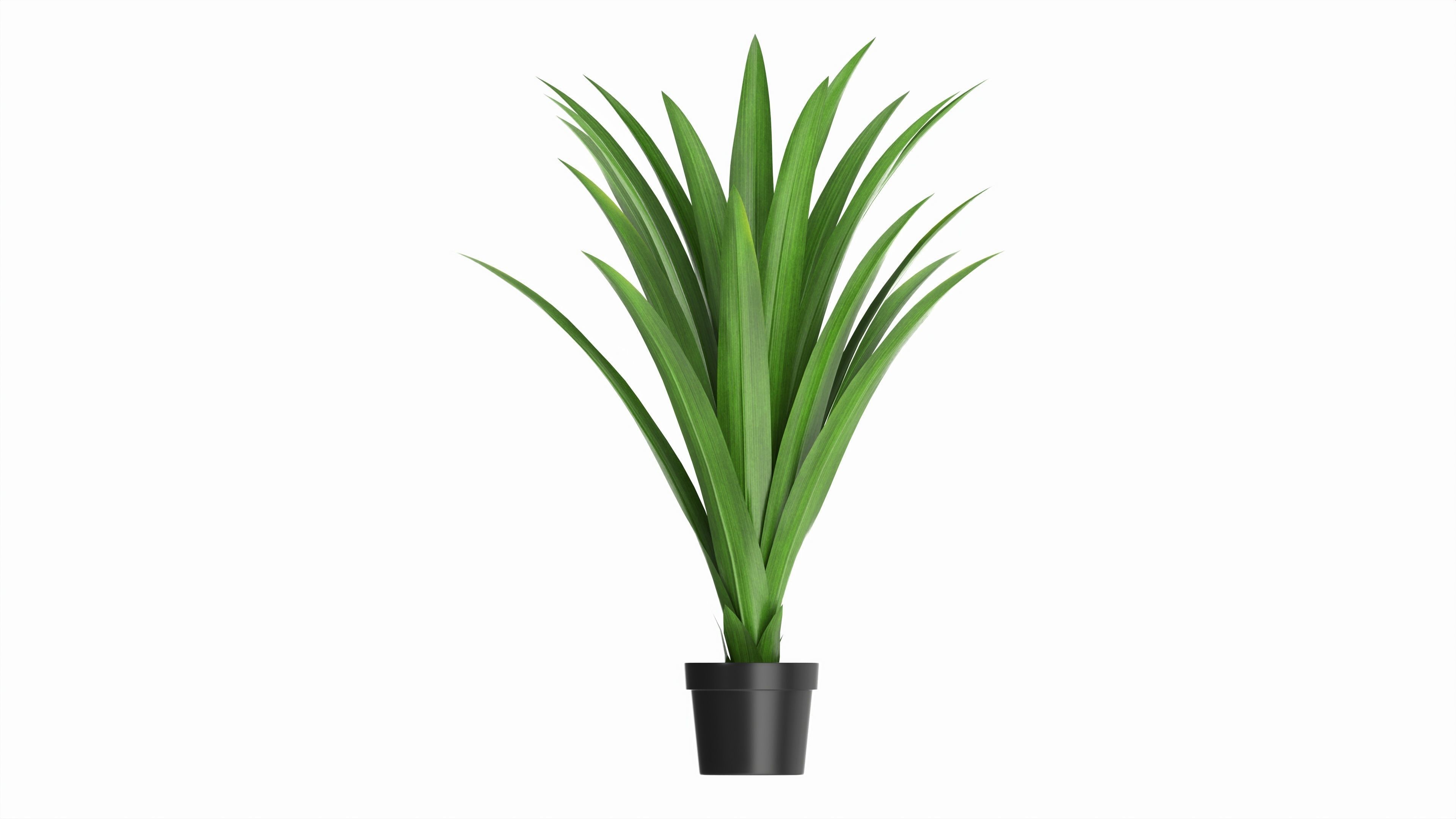 Artificial Yucca Plant in Pot 3D model_4
