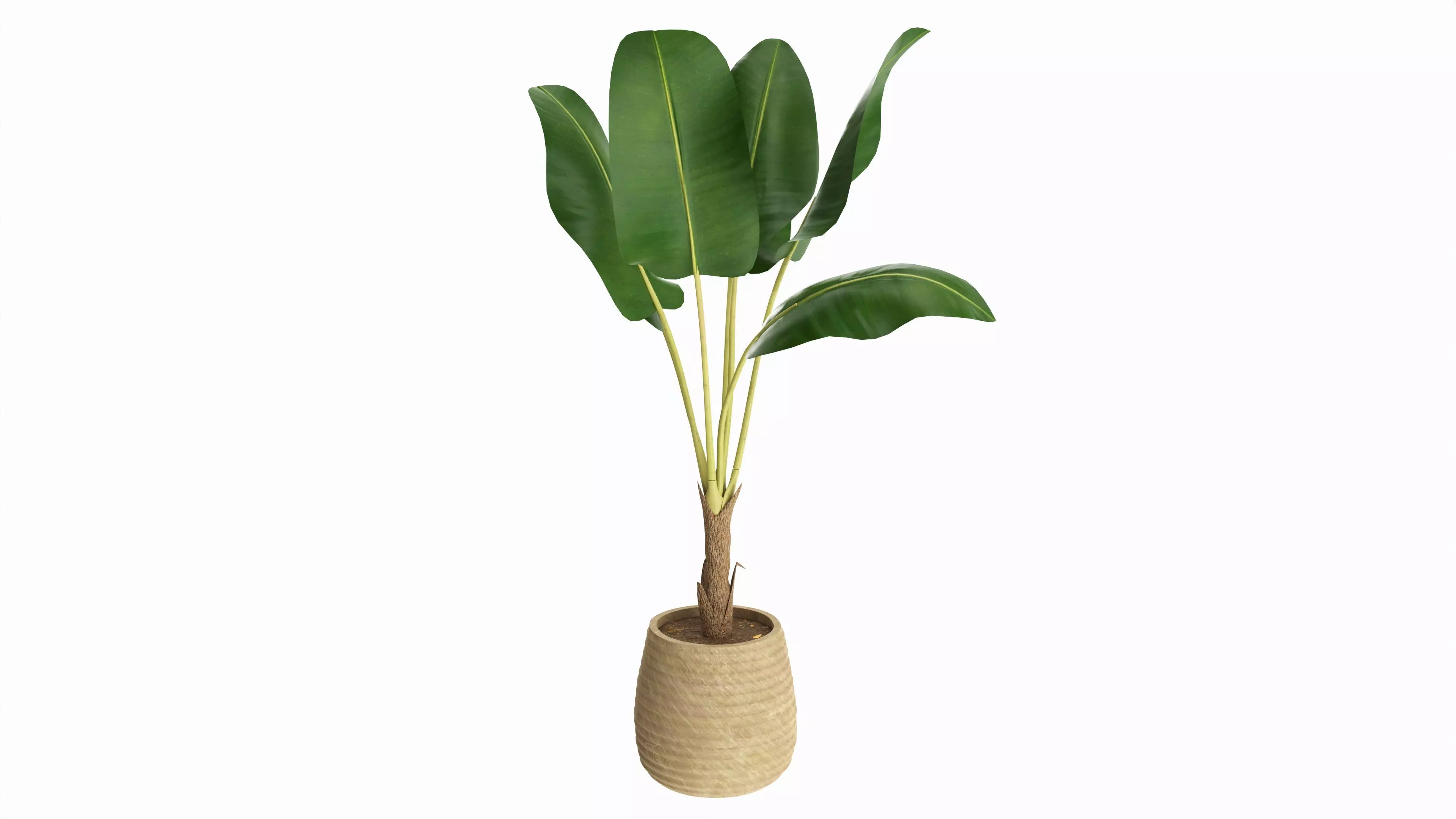 Baa artificial plant with plantpot 3D model