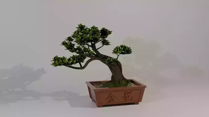 tiesto bonsai