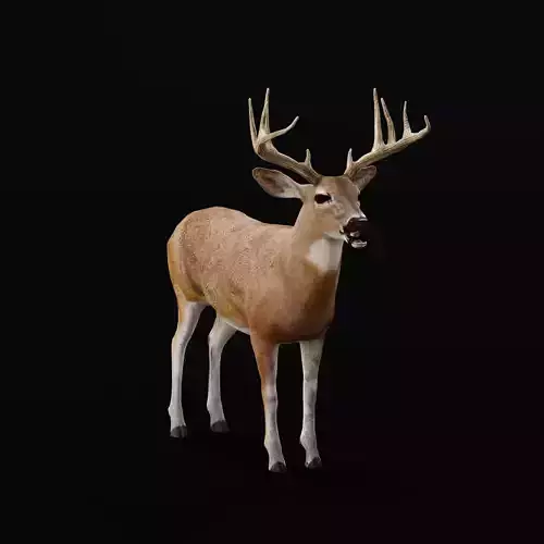 Virginia White Tailed Male Deer  Low-poly 3D model
