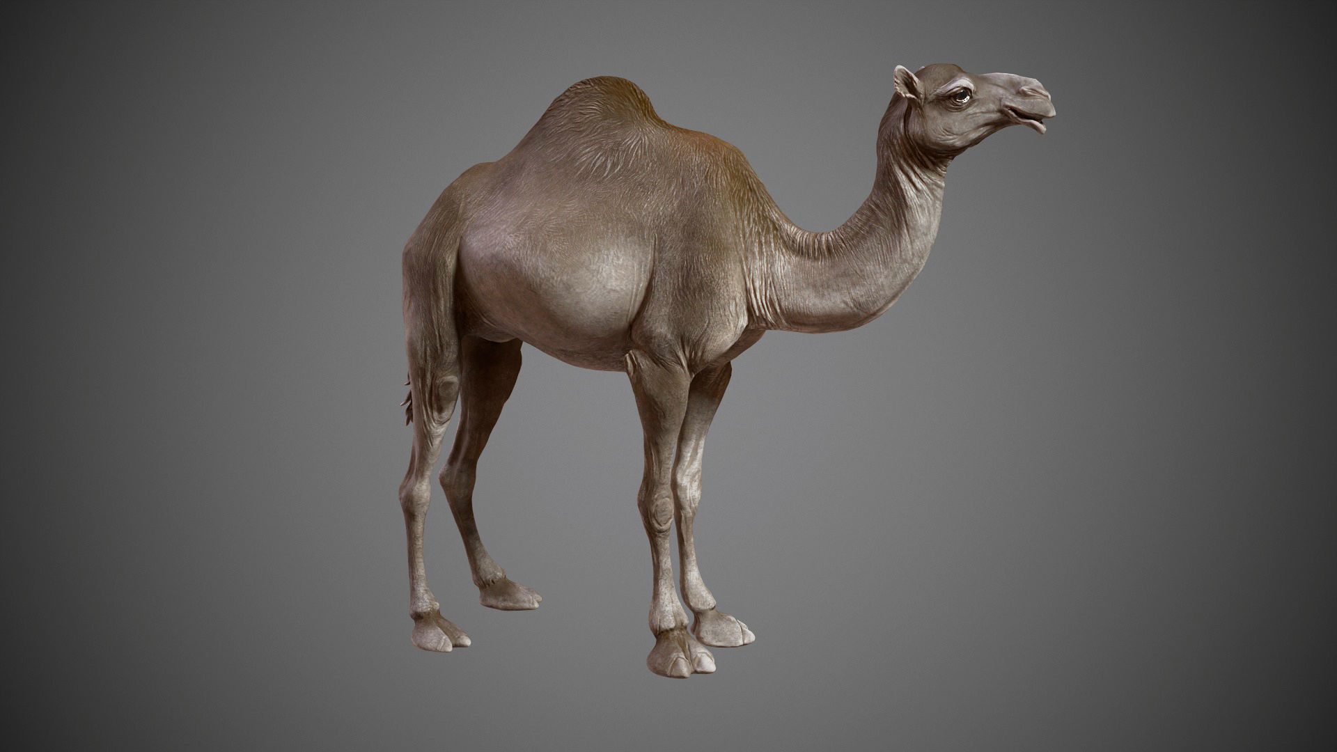  Dromedary Camels  - TPose 3D model_6