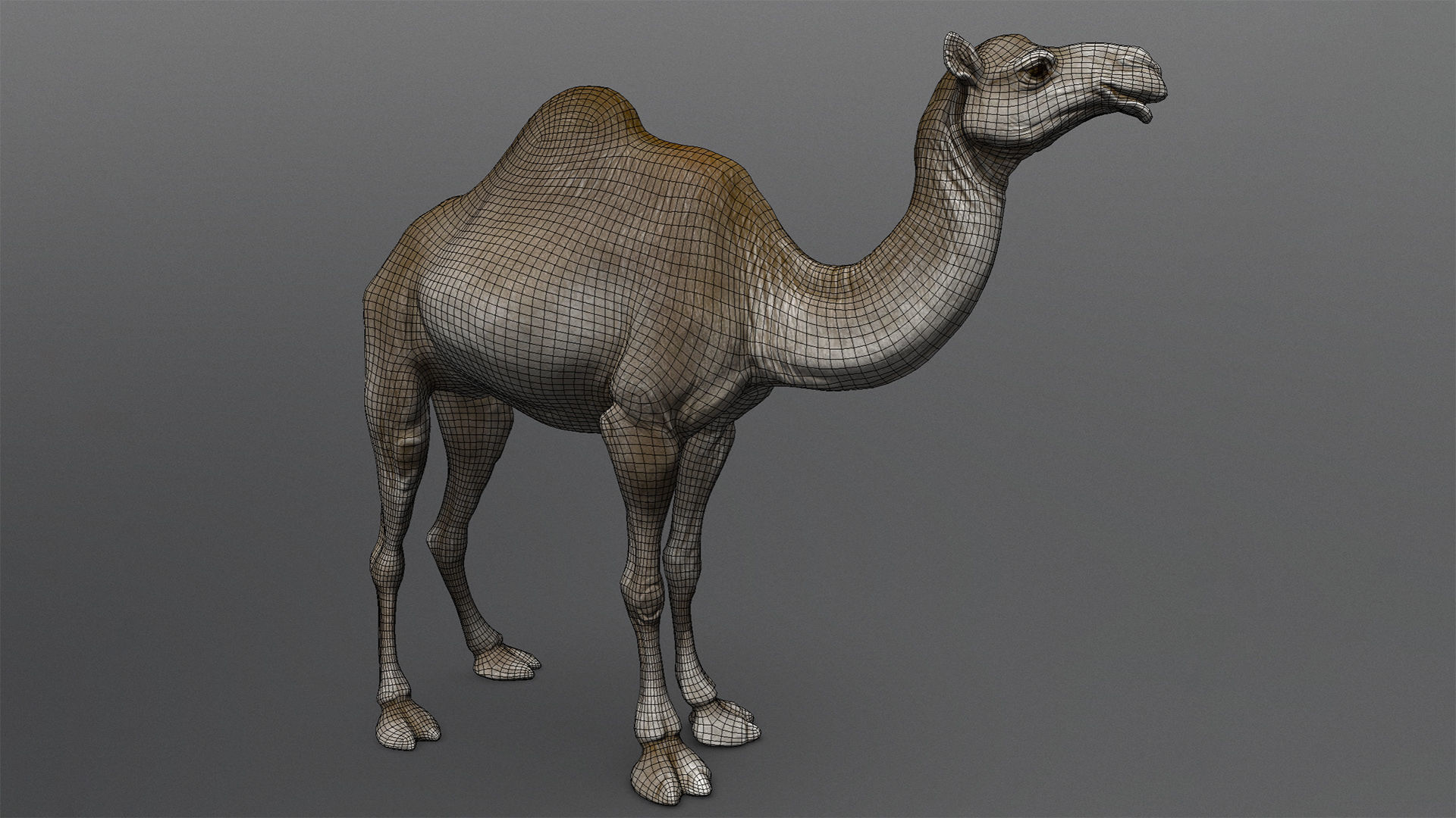  Dromedary Camels  - TPose 3D model_2