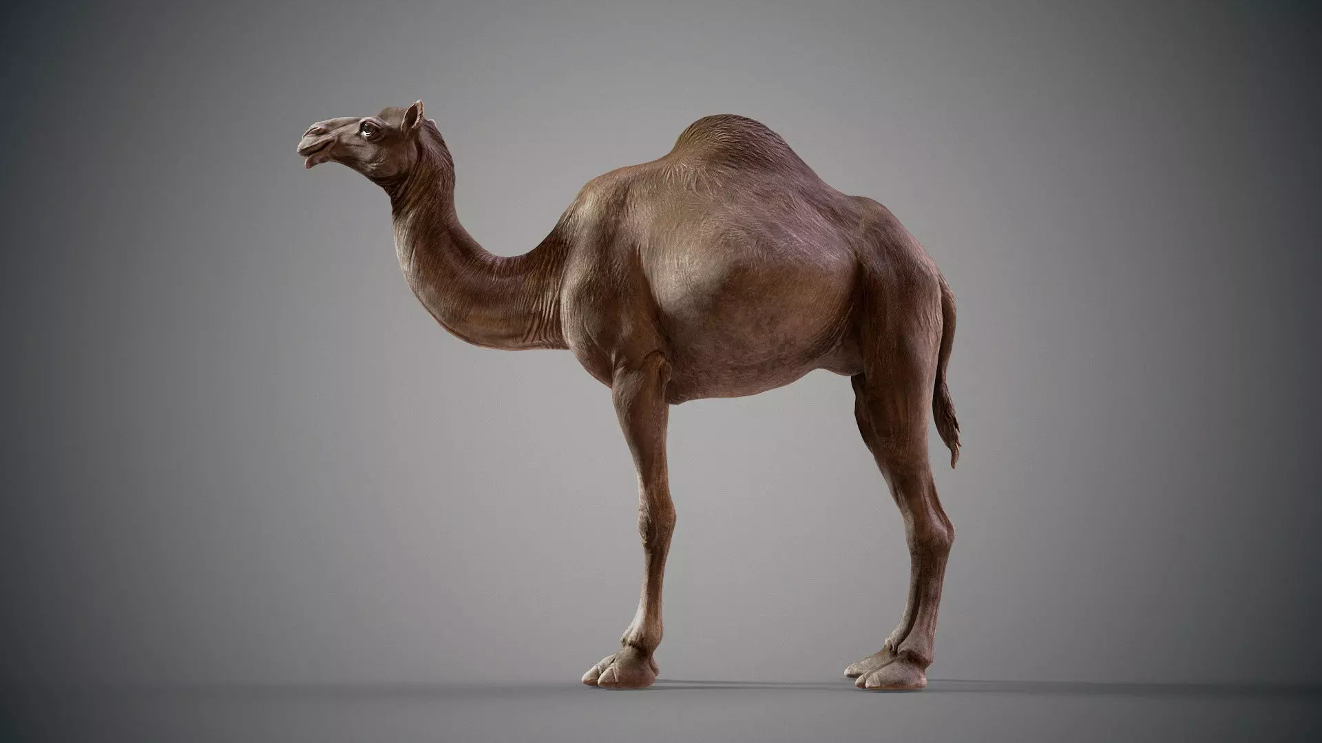  Dromedary Camels  - TPose 3D model_0