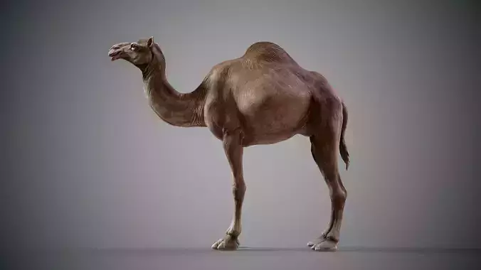  Dromedary Camels  - TPose