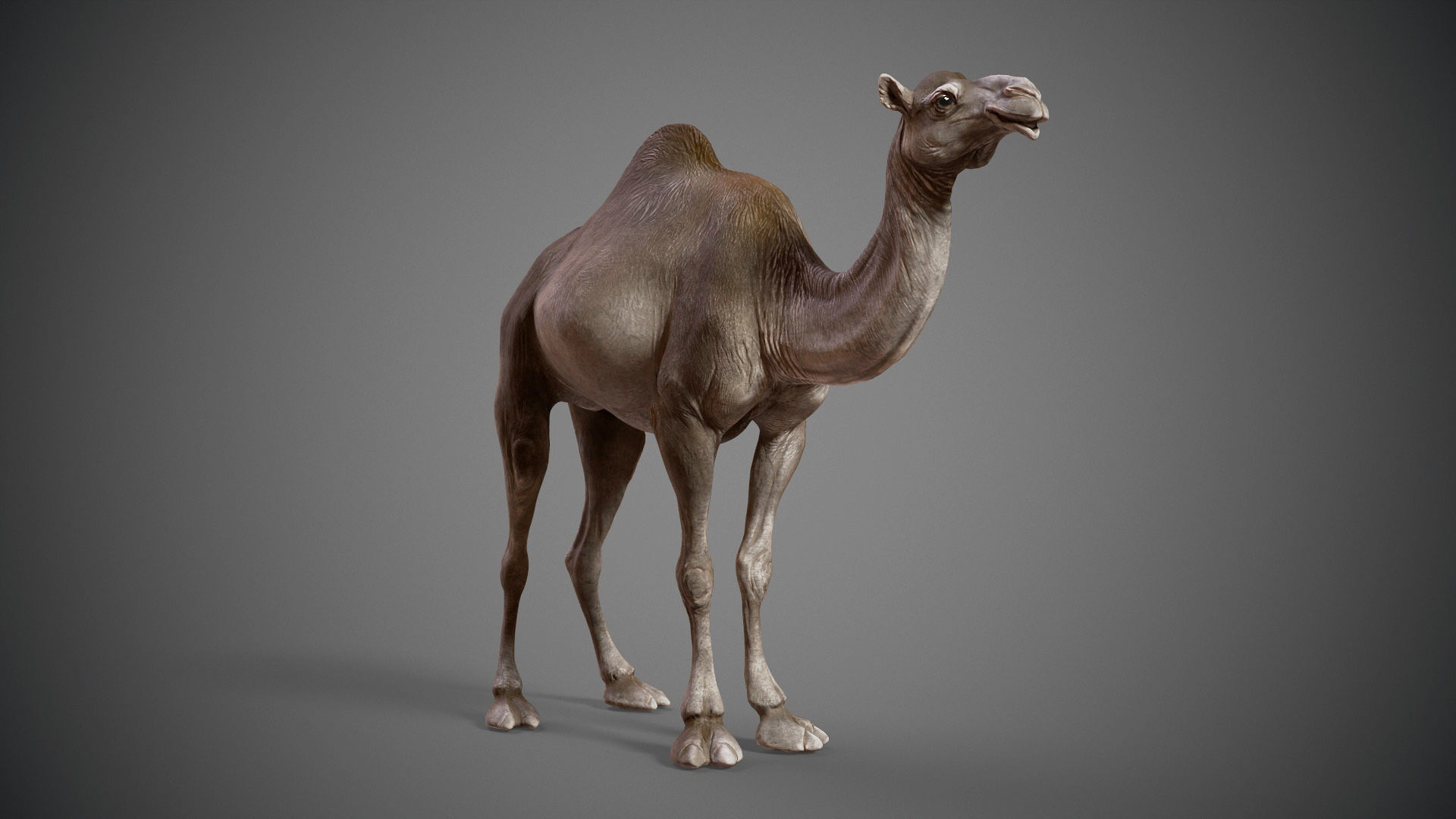  Dromedary Camels  - TPose 3D model_3