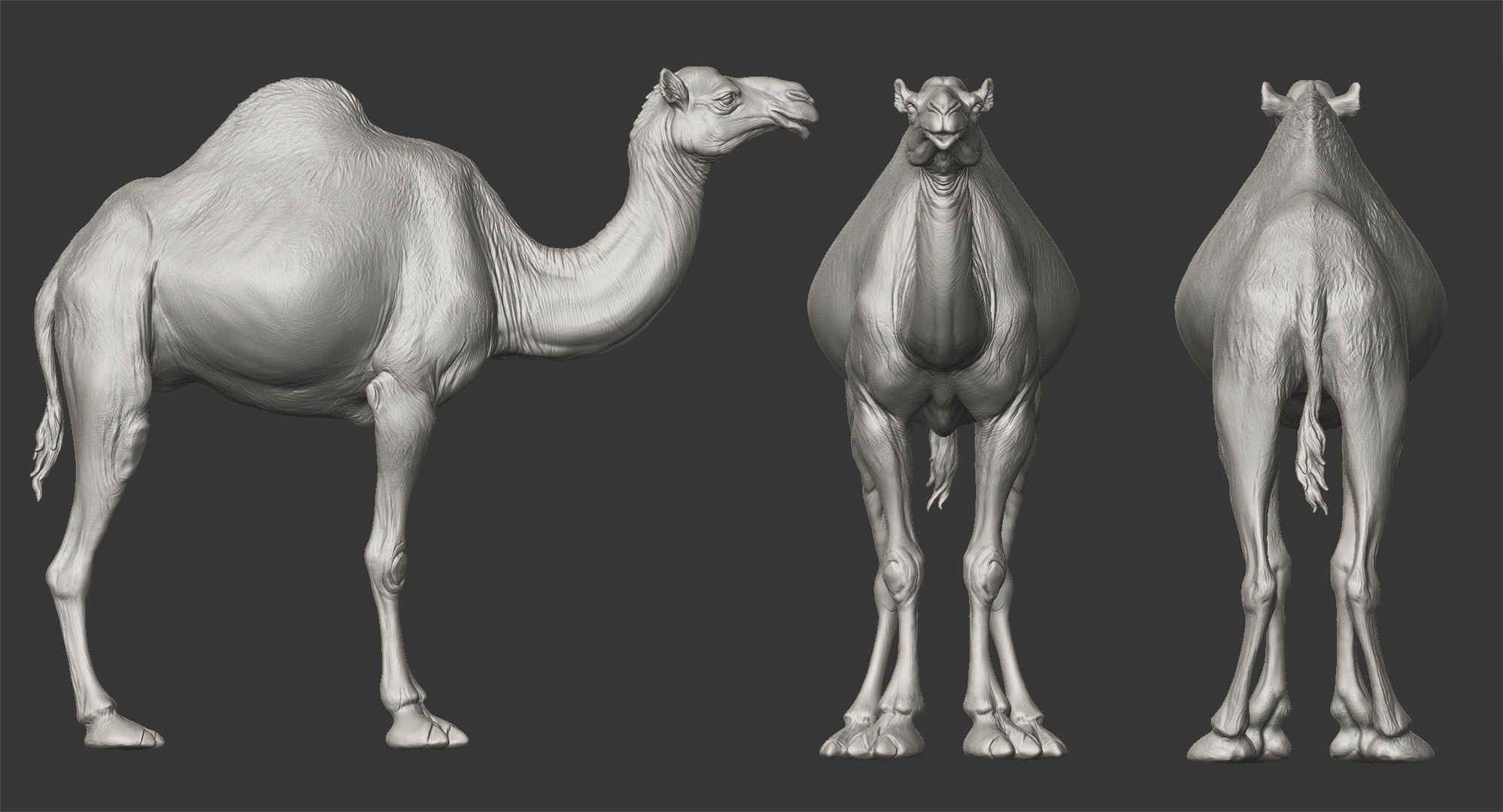 Dromedary Camels  - TPose 3D model_1