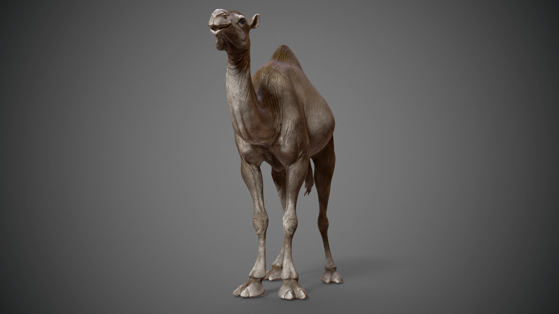  Dromedary Camels  - TPose 3D model_5