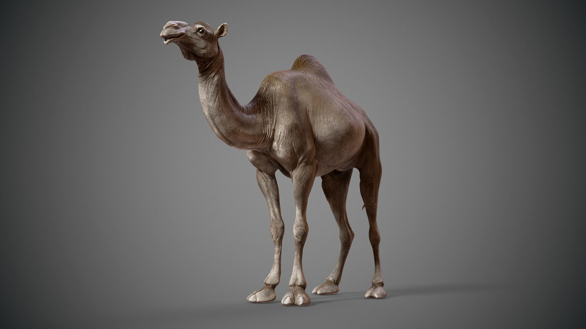  Dromedary Camels  - TPose 3D model_4