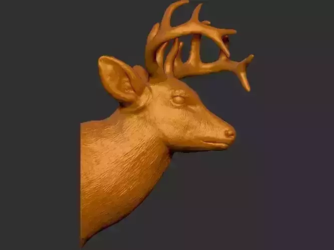 Raindeer Head