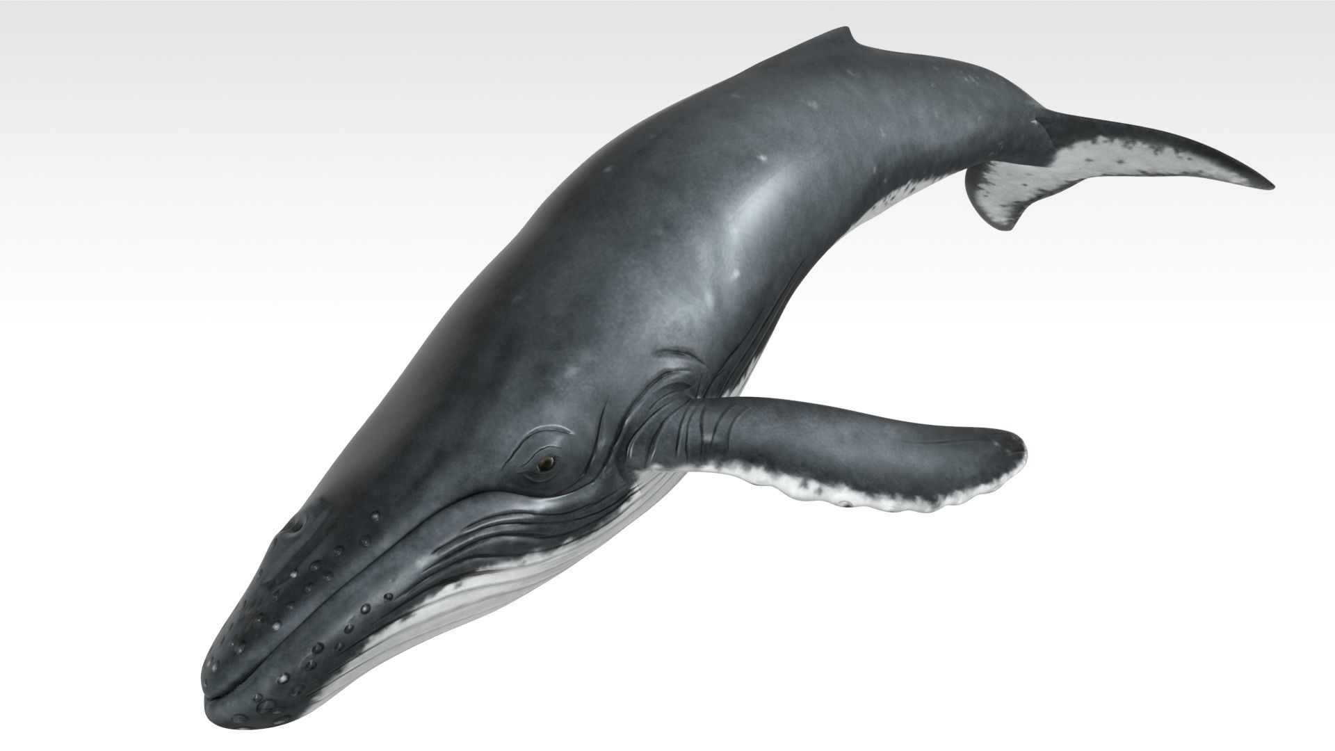 Humpback Whale Low-poly 3D model_5