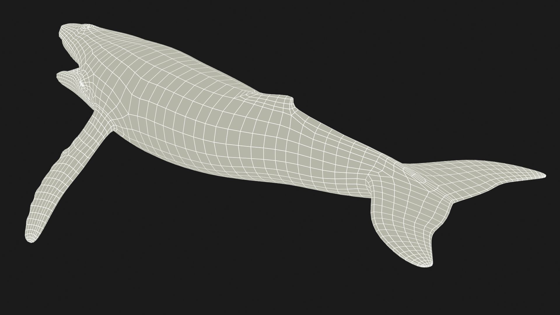 Humpback Whale Low-poly 3D model_12