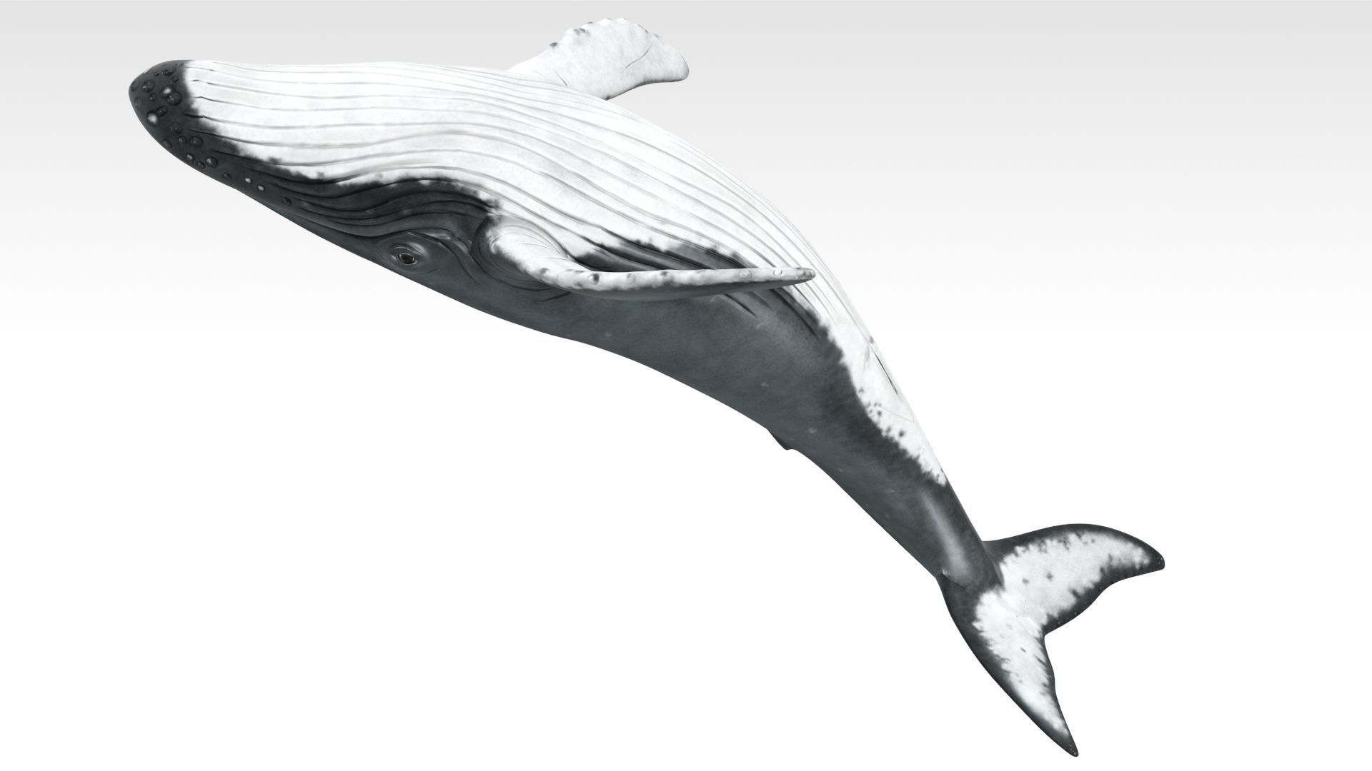 Humpback Whale Low-poly 3D model_3