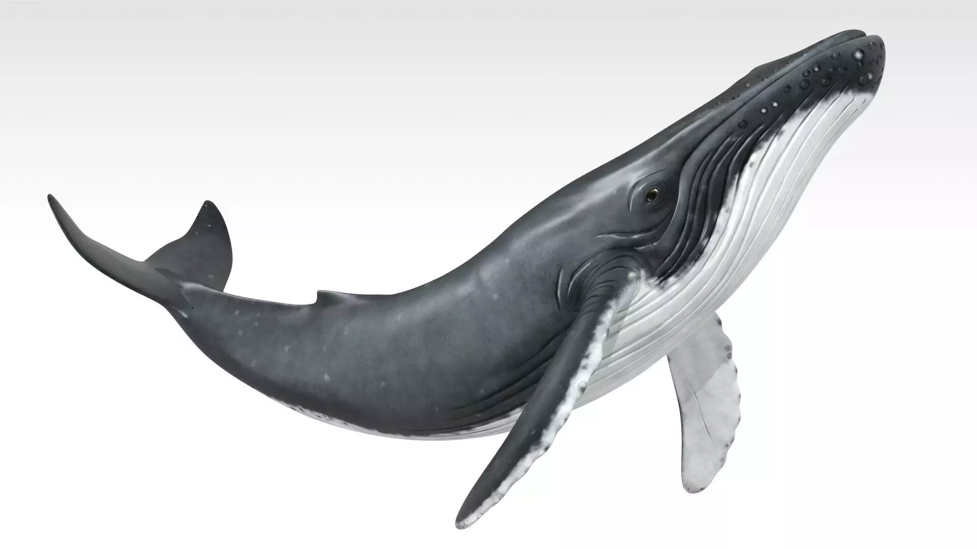 Humpback Whale Low-poly 3D model_0