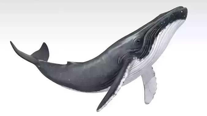 Humpback Whale Low-poly 3D model