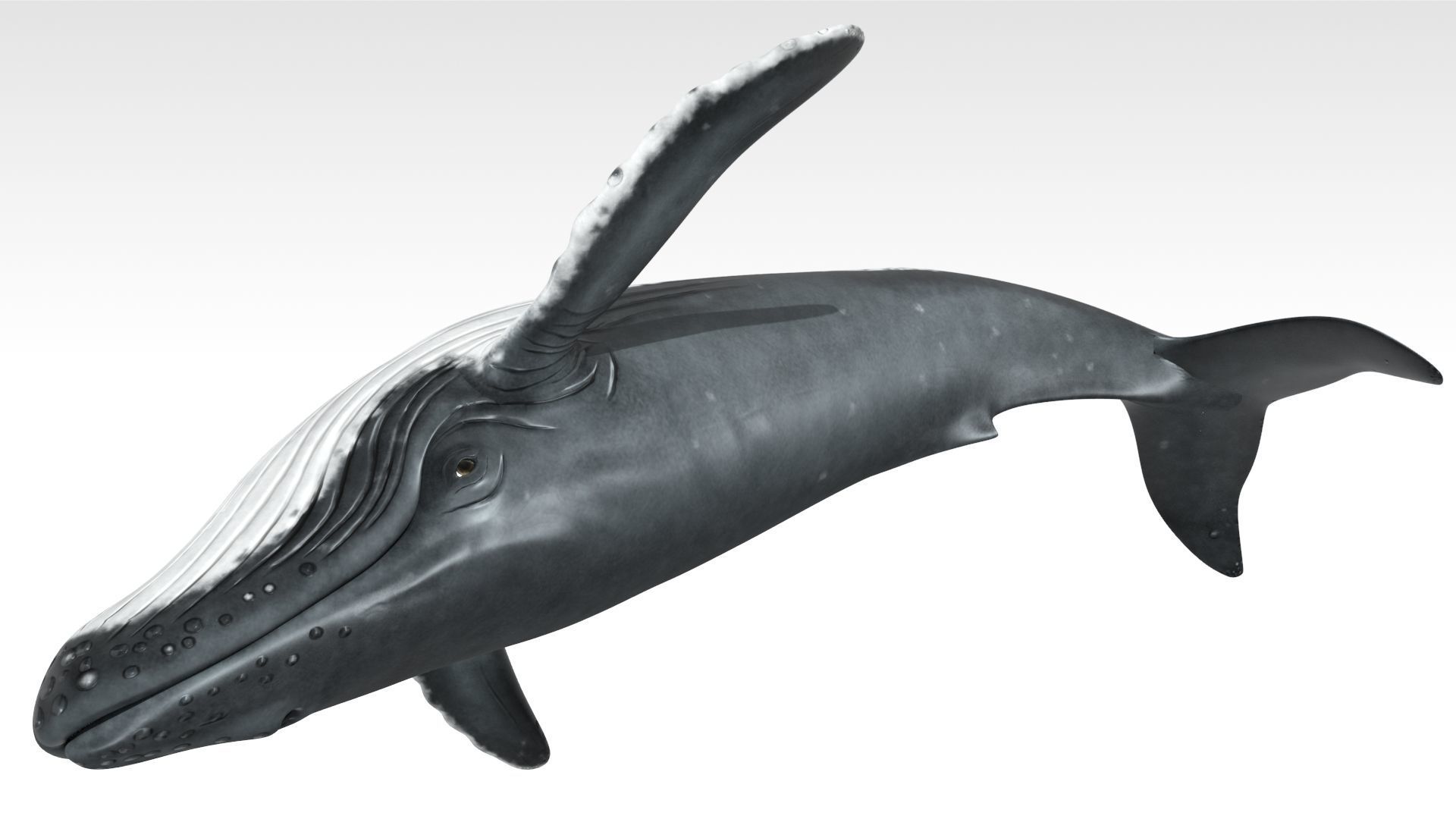 Humpback Whale Low-poly 3D model_4