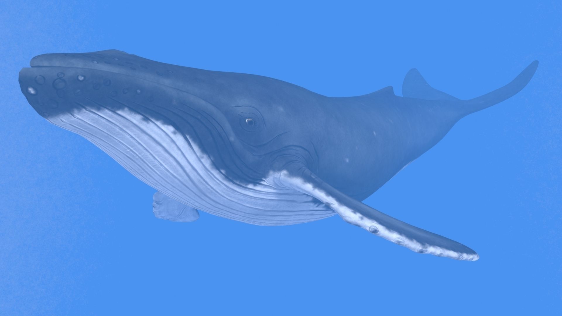 Humpback Whale Low-poly 3D model_7