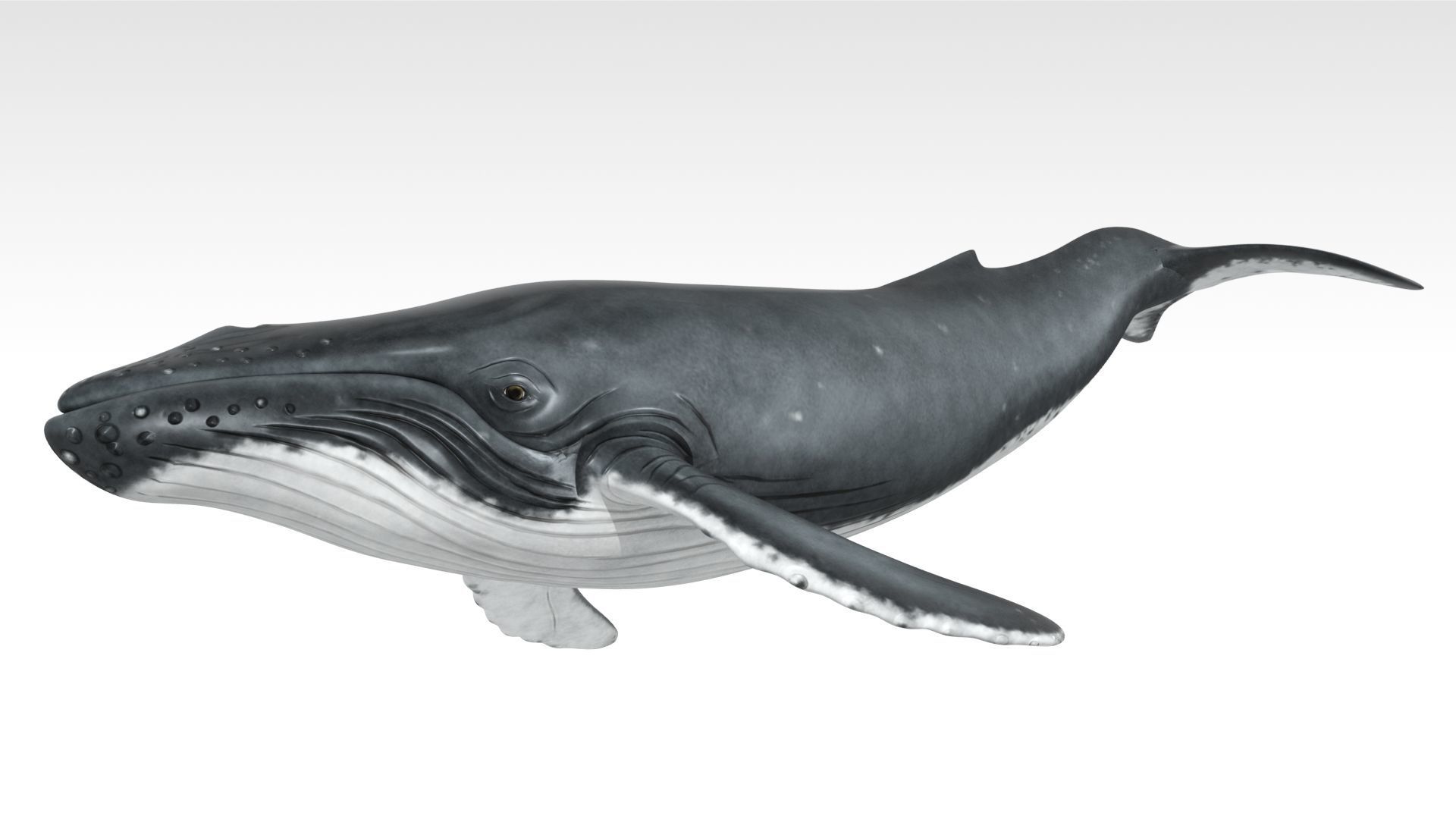 Humpback Whale Low-poly 3D model_2