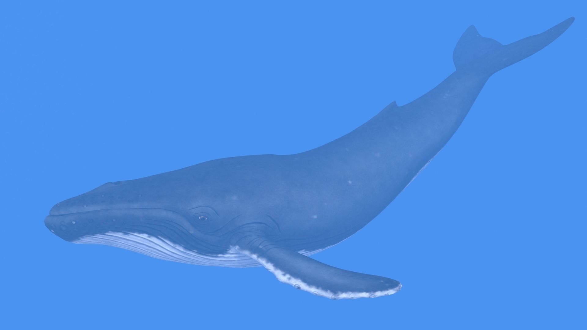 Humpback Whale Low-poly 3D model_8