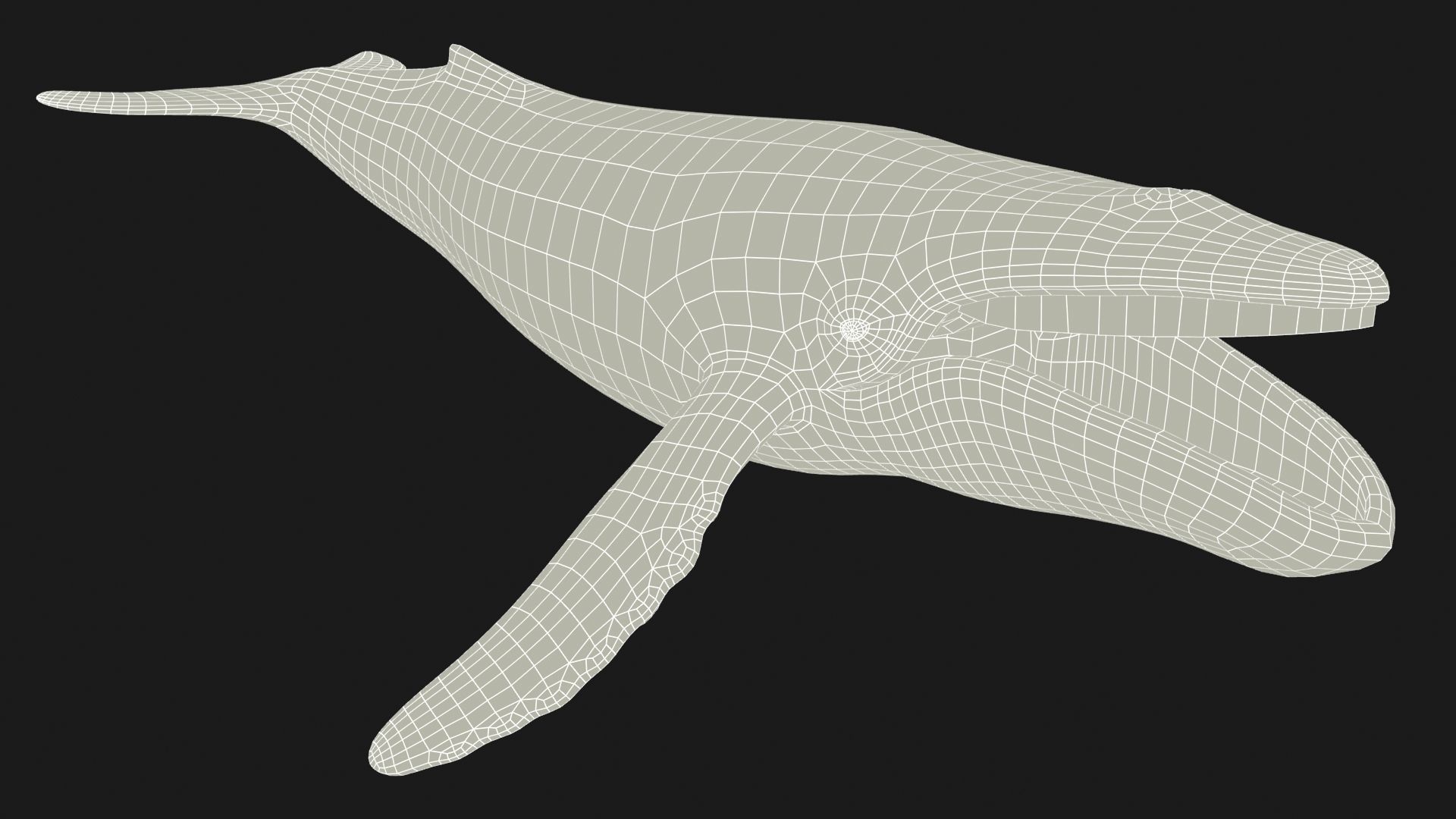 Humpback Whale Low-poly 3D model_11