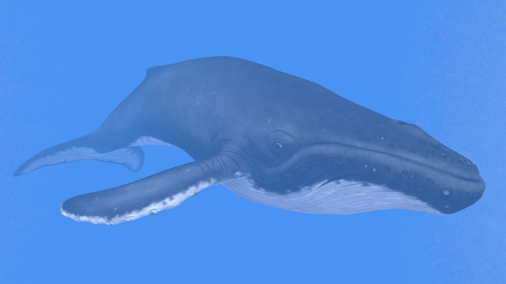 Humpback Whale Low-poly 3D model_6