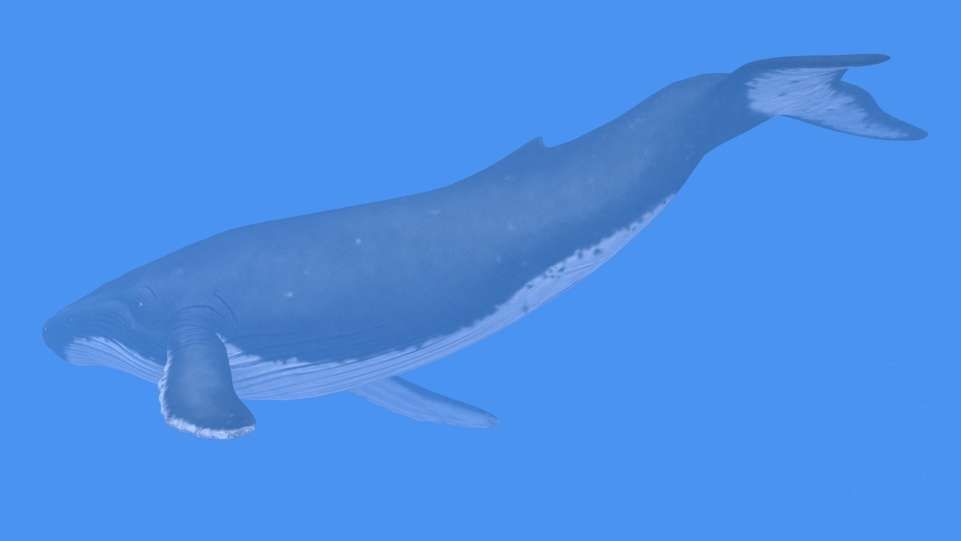Humpback Whale Low-poly 3D model_9