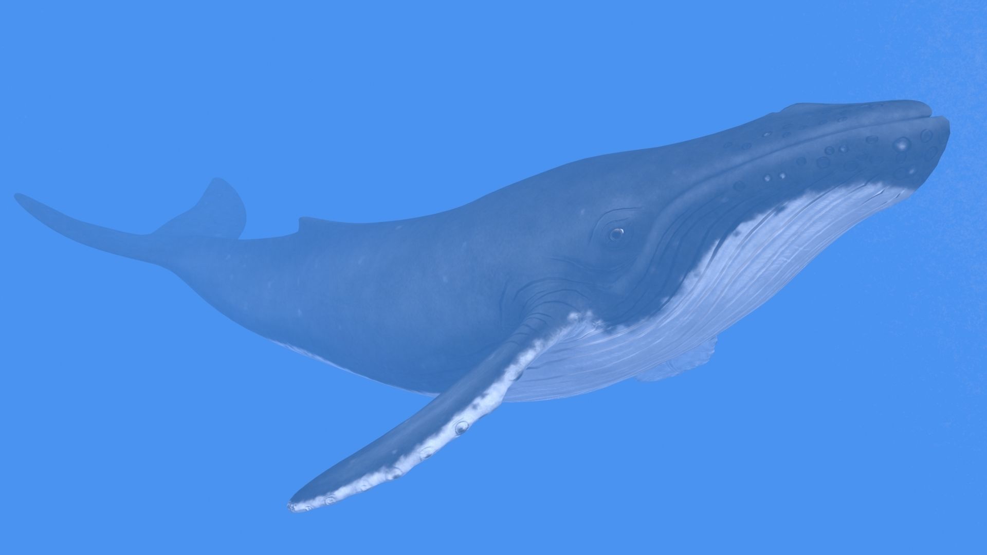 Humpback Whale Low-poly 3D model_10