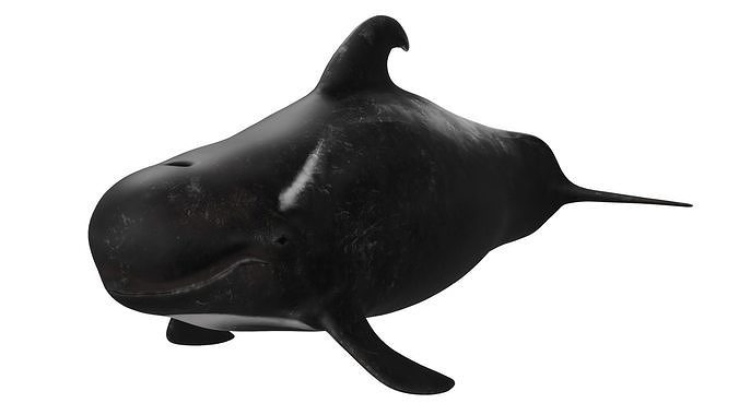 Pilot Whale 3D model