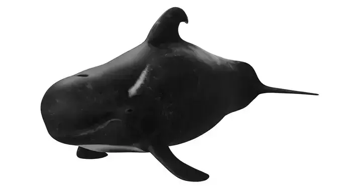Pilot Whale 3D model