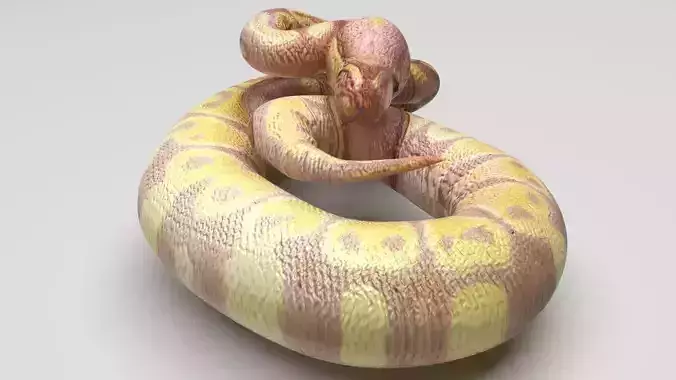 Banana Ball Python Snake 3D model
