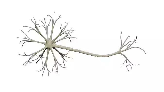 Neuron