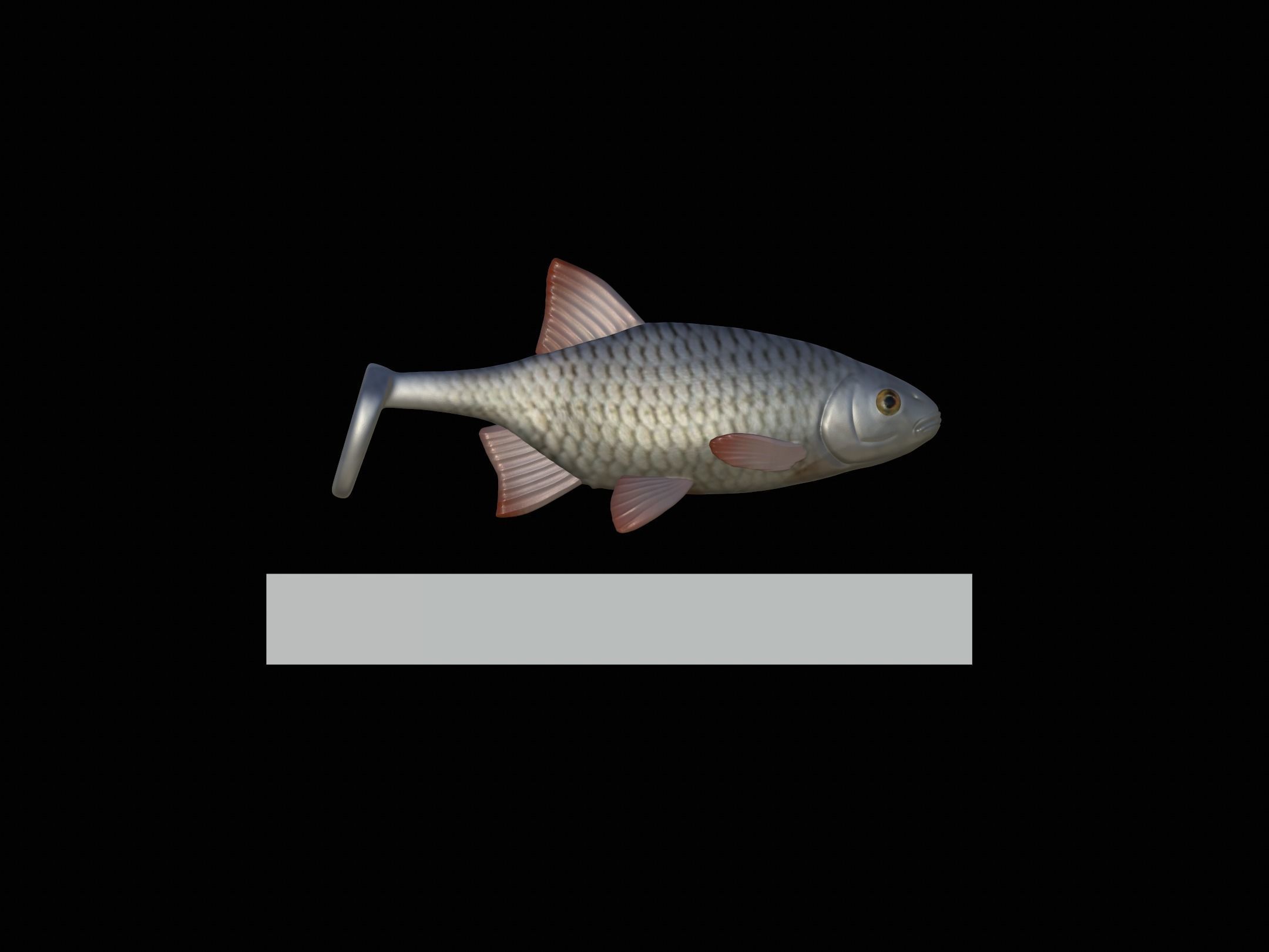 Am bait common rudd  for predator fishing 3D print model_7