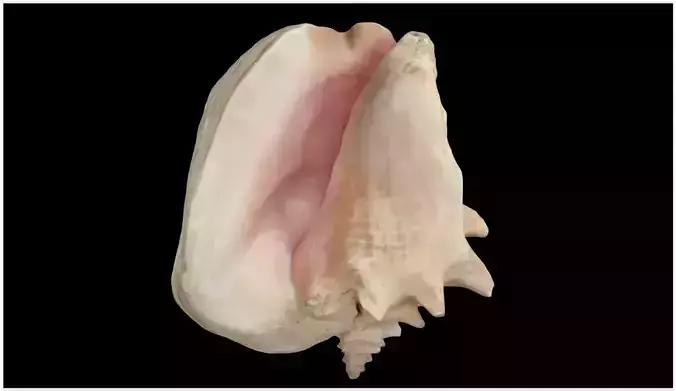 Strombus gigas queen conch shell scan