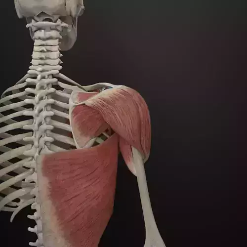 Muscular System Shoulder Girdle Low-poly 3D model