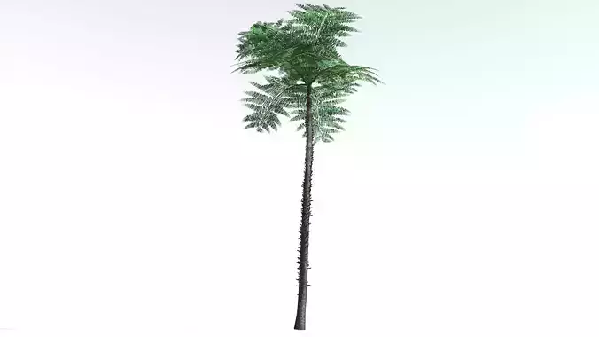EVERYPlant Black Tree Fern LowPoly 2 --16 Models-- Low-poly 3D model