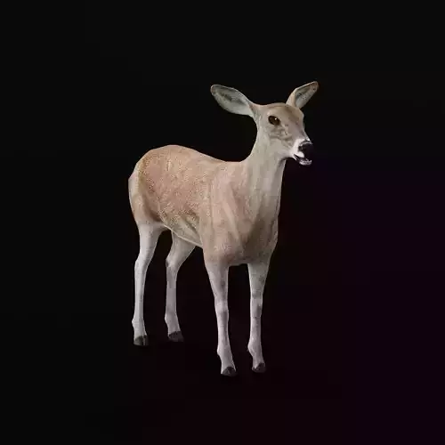 Virginia Deer  Low-poly 3D model