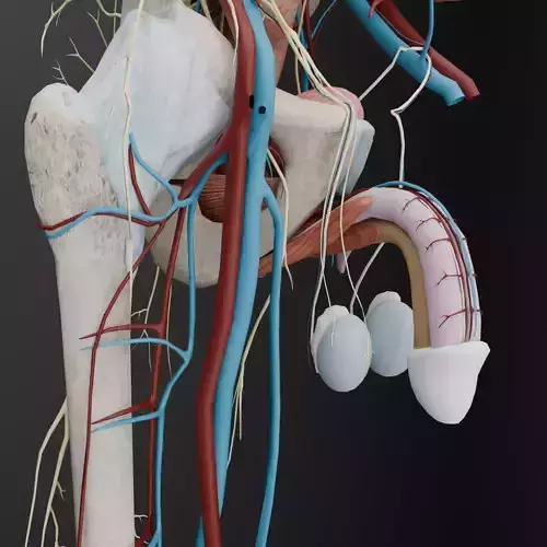 Male urinary and reproductive system